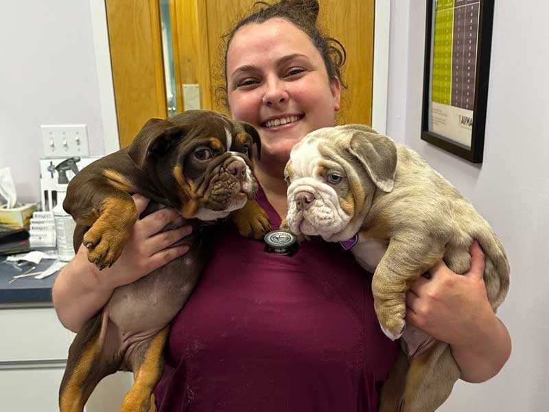Veterinary team member holding two adorable puppies at Berkeley Veterinary Center