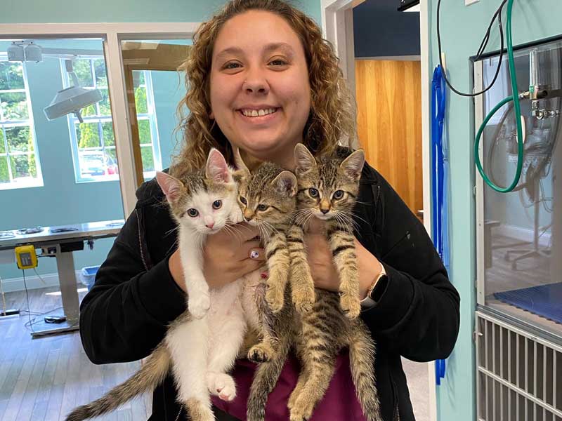 Veterinary hospital team member holding three adorable kittens